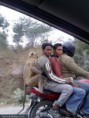 /album/nepochopitelne-hloupe-napady/funny-bunch-on-a-motorcycle-lustige-haufen-auf-einem-motorrad-drole-tas-sur-une-moto-srandovni-parta-na-motorce-jpg/